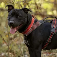 Kala 0972/25 - samica, 3 lata