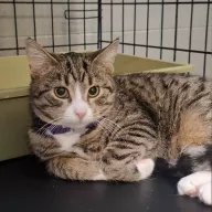 Matylda 0976/25 - samica, 8 miesięcy