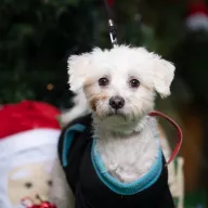 Idefix 0976/25 - samiec, 6 lat