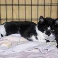 Woody 0979/25 - samiec, 4 miesiące