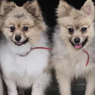 Lolek 0979/25 - samiec, 2 lata