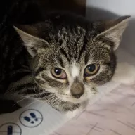 Jessie 0981/25 - samica, 4 miesiące