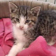 Rami 0982/25 - samiec, 2 miesiące