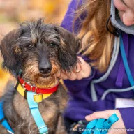 Serdelek 0985/25 - samiec, 5 lat