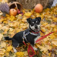 Nutka 0992/25 - samica, 4 lata