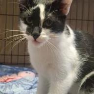 Figiel 0996/25 - samiec, 5 miesięcy