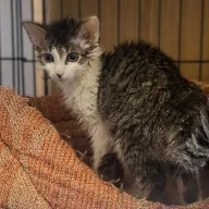 Aspirantka 0997/25 - samica, 4 miesiące