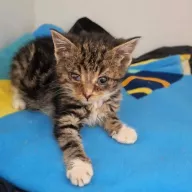 Furia 0999/25 - samica, 2 miesiące