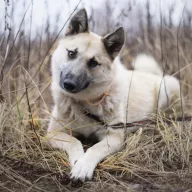 Lumia 1237/25 - samica, 10 miesięcy