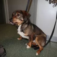  0070/26 - samiec, 1 rok