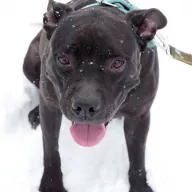 Res 1198/25 - samiec, 8 lat