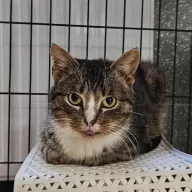 Charlotte 1066/25 - samica, 9 lat