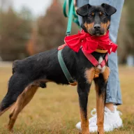 Ogonek 0652/25 - samiec, 1 rok