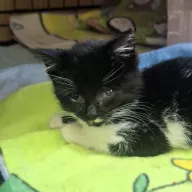 Frenezja 1000/25 - samica, 2 miesiące