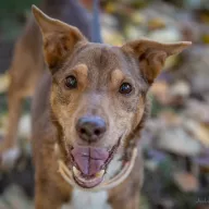 Wiluś 1000/25 - samiec, 15 lat