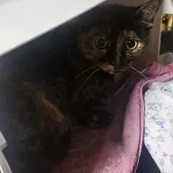 Stjesza 1005/25 - samica, 5 lat