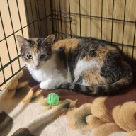 Alisa 1006/25 - samica, 3 lata