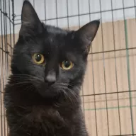 Markiz 1007/25 - samiec, 8 miesięcy