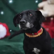 Śliwka 1009/25 - samica, 5 lat