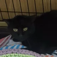 Denni 1010/25 - samiec, 3 lata