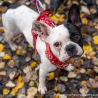 Mąka 1011/25 - samica, 5 lat