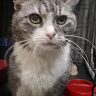 Fryderyka 1014/25 - samica, 5 lat