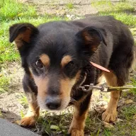 Tuptuś 1014/25 - samiec, 13 lat