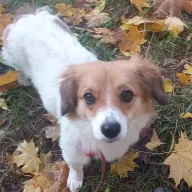 Cookie 1016/25 - samica, 3 lata