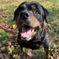 Karottka 1017/25 - samica, 4 lata