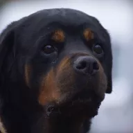 Karottka 1017/25 - samica, 4 lata