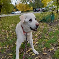 Lena 1018/25 - samica, 12 lat