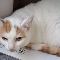 Patch 1049/25 - samiec, 3 lata