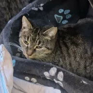 Kropka 1022/25 - samica, 10 lat