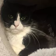 Kajetan 1025/25 - samiec, 8 lat