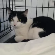 Cookie 1027/25 - samiec, 4 lata