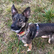 Boy 1038/25 - samiec, 9 miesięcy