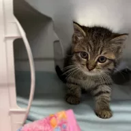 Wetlinka 1041/25 - samica, 2 miesiące