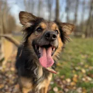 Achilles 1041/25 - samiec, 4 lata