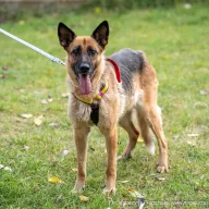 Celinka 1046/25 - samica, 8 lat