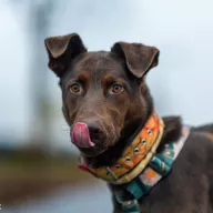 Kasztan 1047/25 - samiec, 1 rok