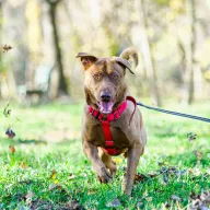 Cynamon 1049/25 - samiec, 1 rok