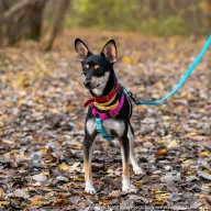 Guzik 1050/25 - samiec, 1 rok