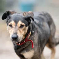 Saskia 1051/25 - samica, 8 lat