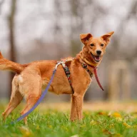 Iskra 1054/25 - samica, 1 rok