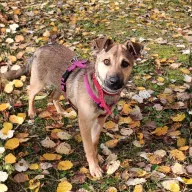 Play 1057/25 - samiec, 5 miesięcy