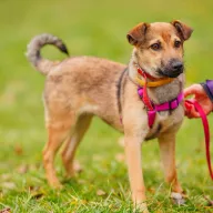 Play 1057/25 - samiec, 6 miesięcy