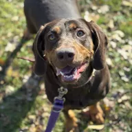 Bunia 1058/25 - samica, 2 lata