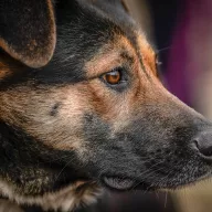 Freja 1065/25 - samica, 3 lata