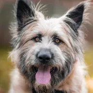 Malta 1071/25 - samica, 1 rok