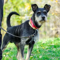 Staszek 1076/25 - samiec, 5 lat